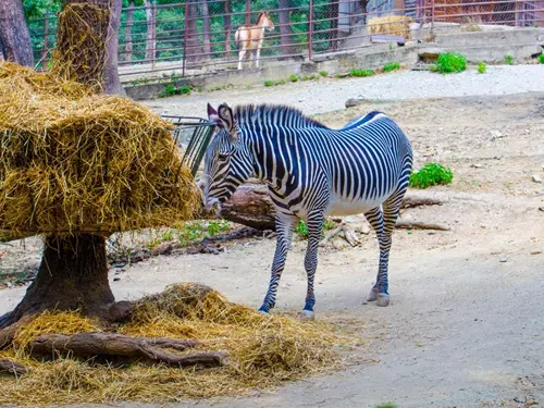Africké léto v Zoo Brno