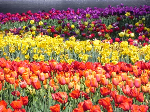 Kalendář 2024: Přehled nejlepších květinových výstav a zahradnických trhů
