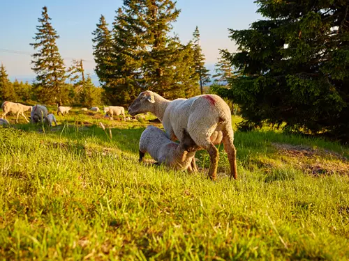 Krkonošský národní park, Kudy z nudy, KRNAP, národní park Krkonoše