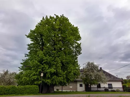 Vejdova lípa – nejmohutnější strom v ČR