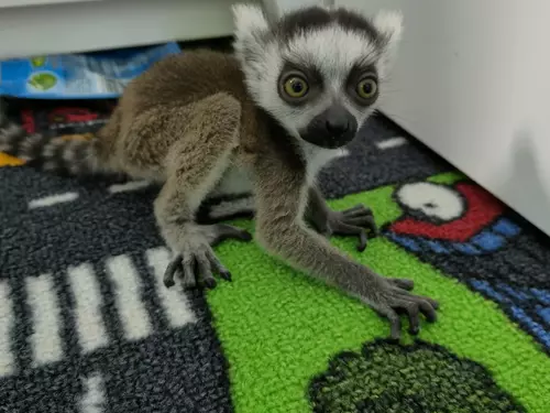 lemur