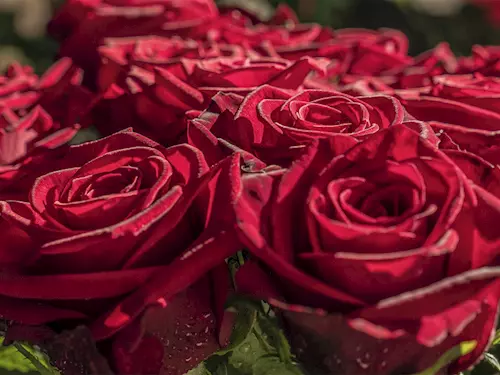 Svátky růží 2017: Nevěstina růže na zámku Opočno