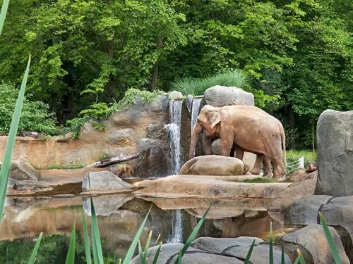 Sloni v Zoo Praha