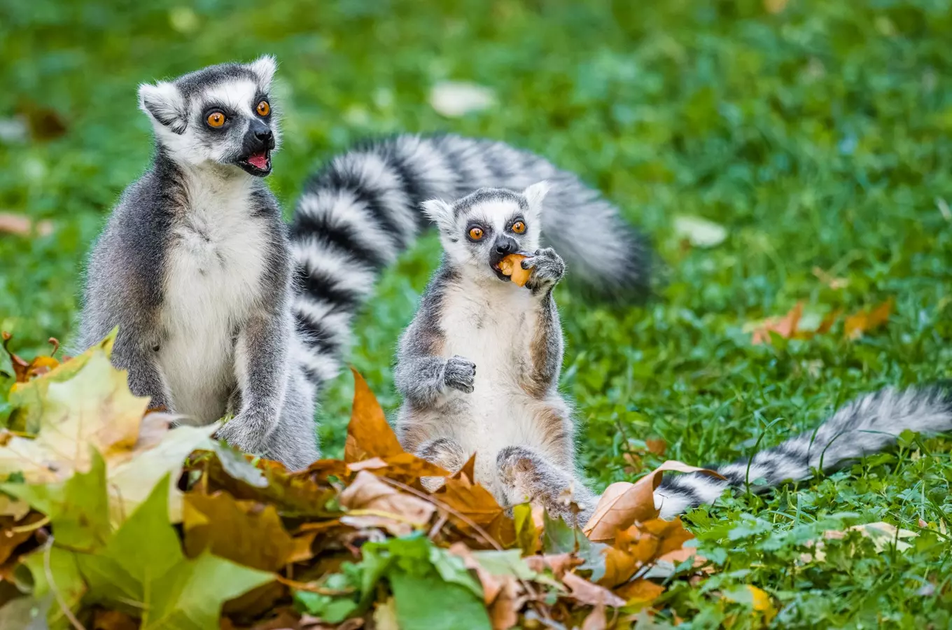 kudy z nudy, zoo praha, krmení