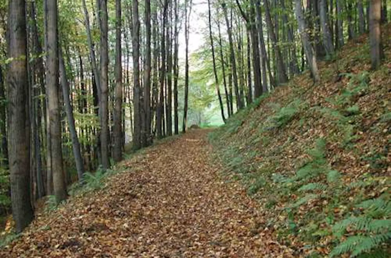 Naučná stezka Bukový chodník v Hradci nad Moravicí