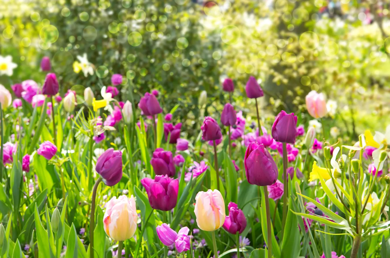 Vydejte se do Průhonic na přehlídku tulipánů