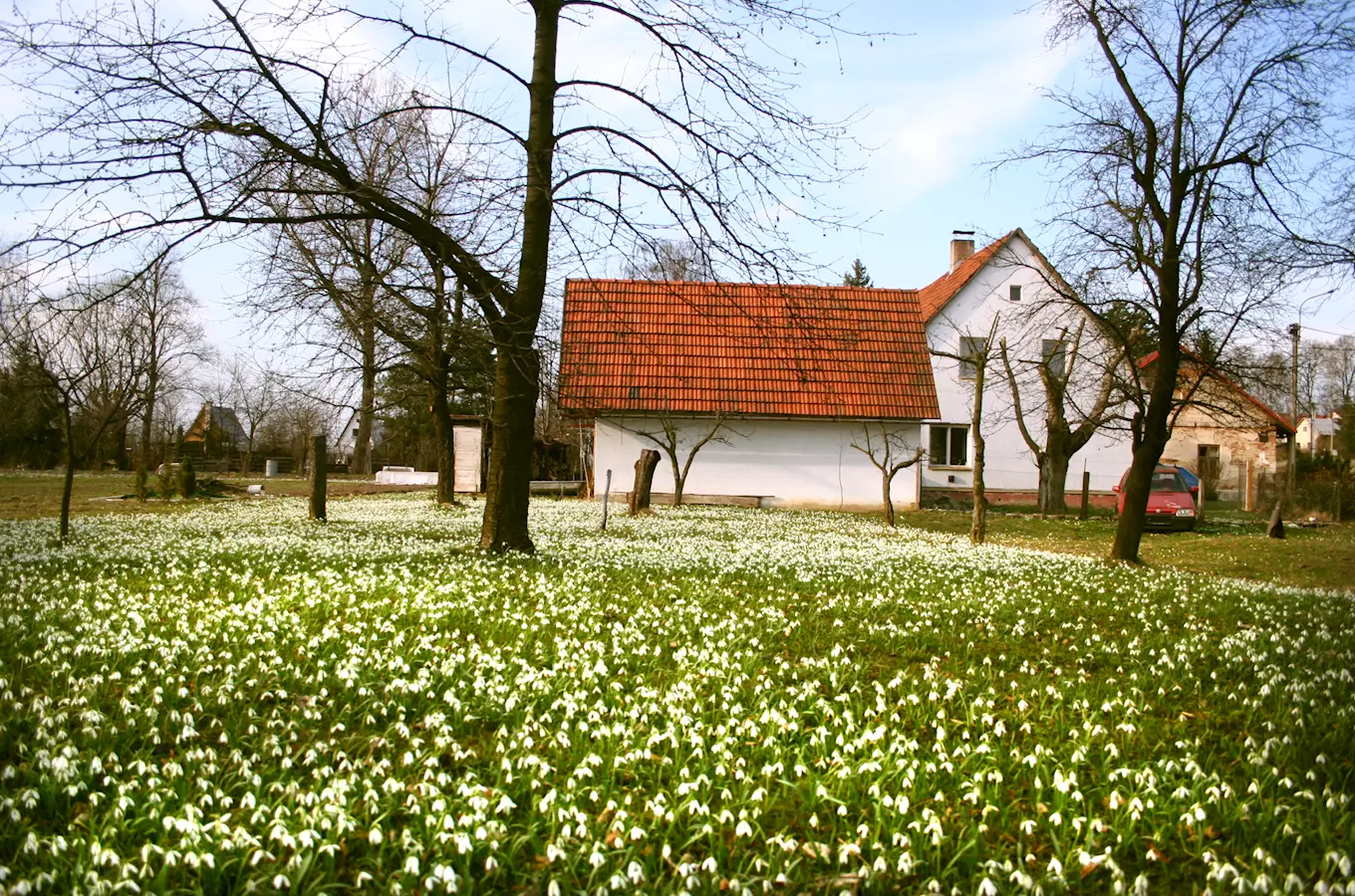 Sněženkové království u obce Sedlnice