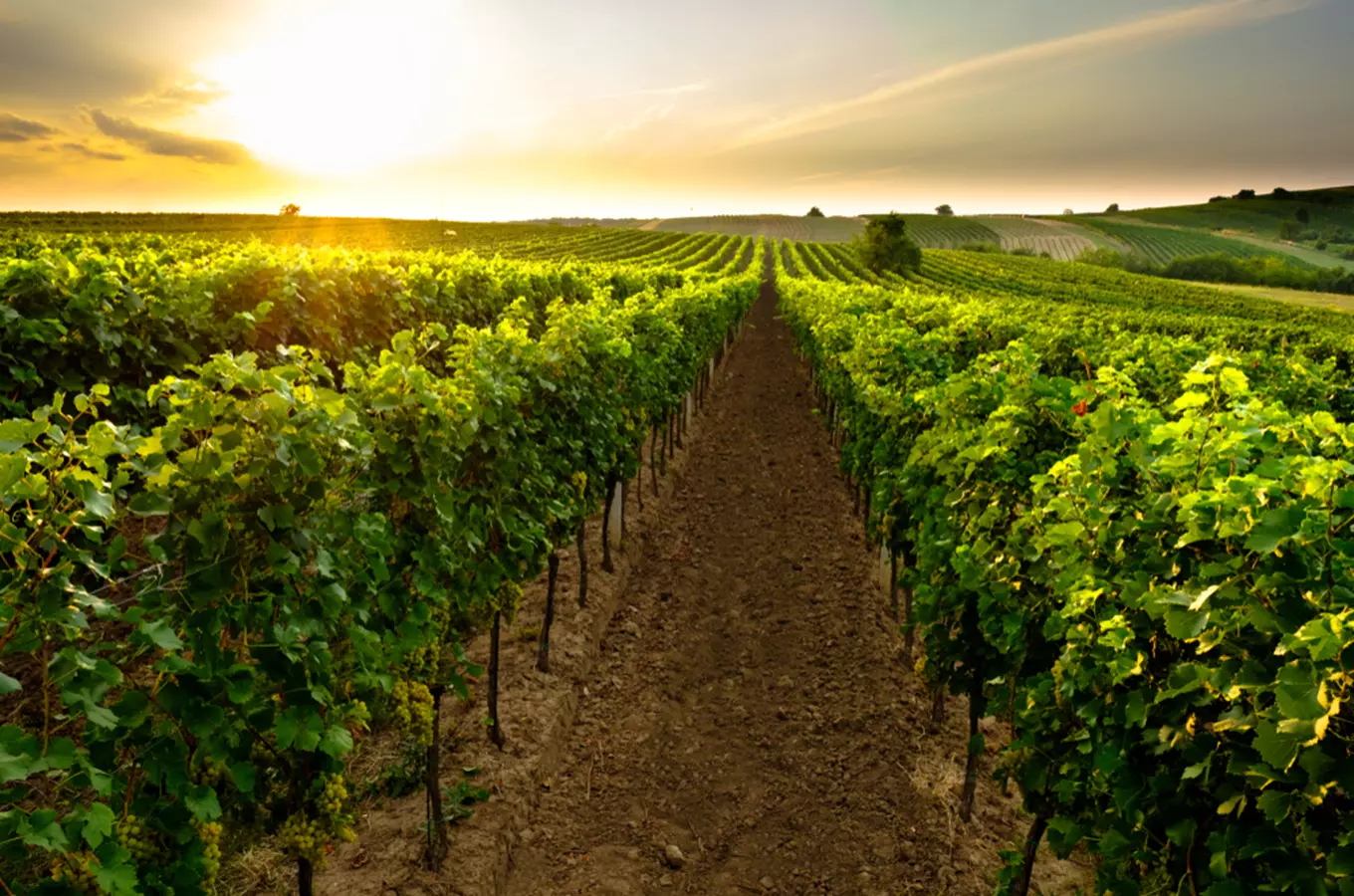 Vinaři z Vrbovce zvou na noc ve vinici i posvícení
