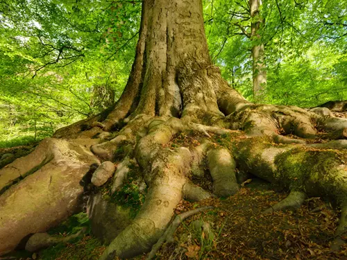 Výlety za památnými stromy: znáte naše nejkrásnější buky?