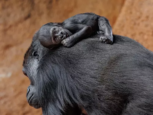Gorilí samička Mobi ze Zoo Praha se ráda vozí mámě na hřbetě