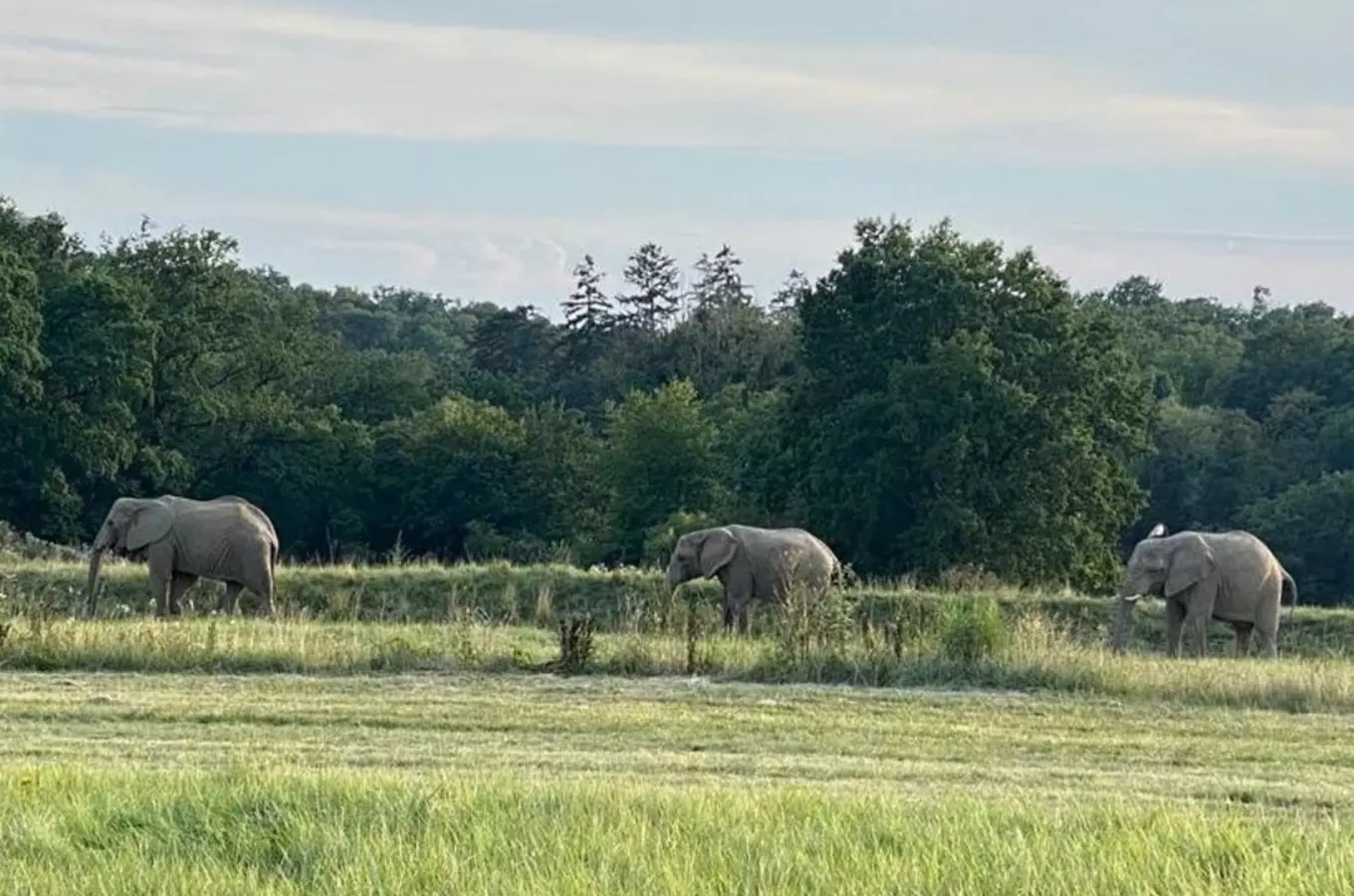 Sloni ve zlínské zoo si užívají nový výběh