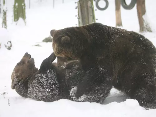 Oslavte 20. narozeniny s berounskými medvědy!