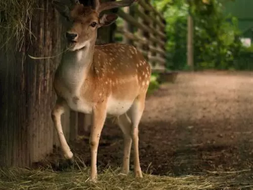 Jihočeská zoologická zahrada Hluboká nad Vltavou, Kudy z nudy