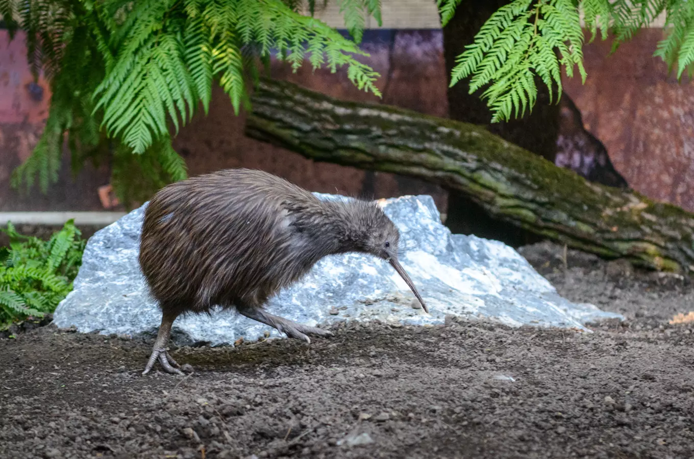 Letní slavnost v Zoo Zlín