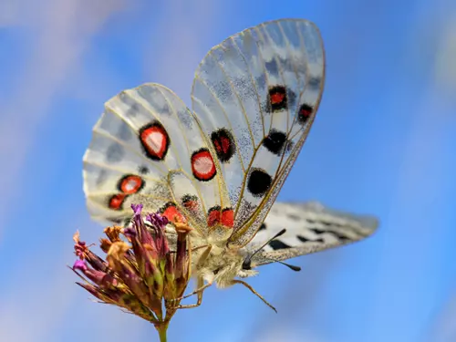 Rok motýlů 2024: upozorňuje na celkový problém úbytku hmyzu