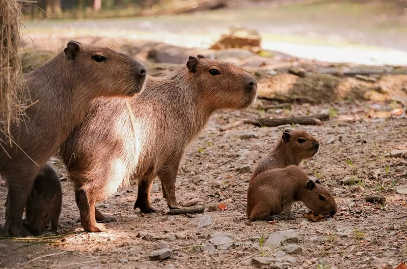 Vítání do smečky v Zoo Brno