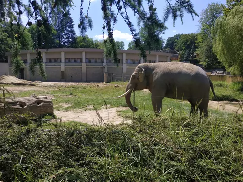 Sloni, Kudy z nudy, Zoo Ostrava