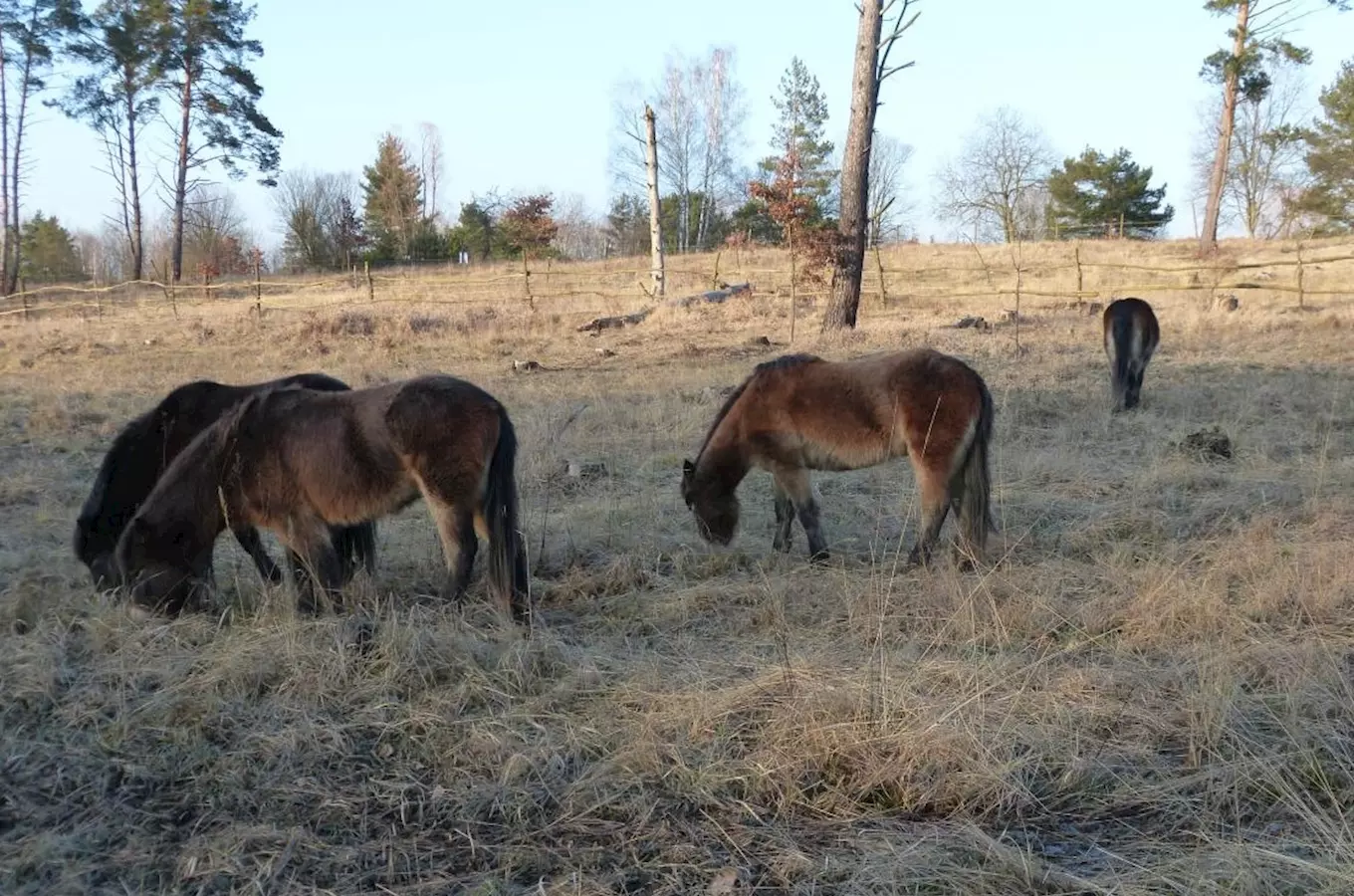 Rezervace divokých koní – Přírodní památka Na Plachtě u Hradce Králové