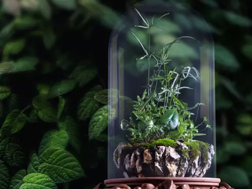 Fascinace rostlinami – příběhy živoucích pokladů v Botanické zahradě Praha