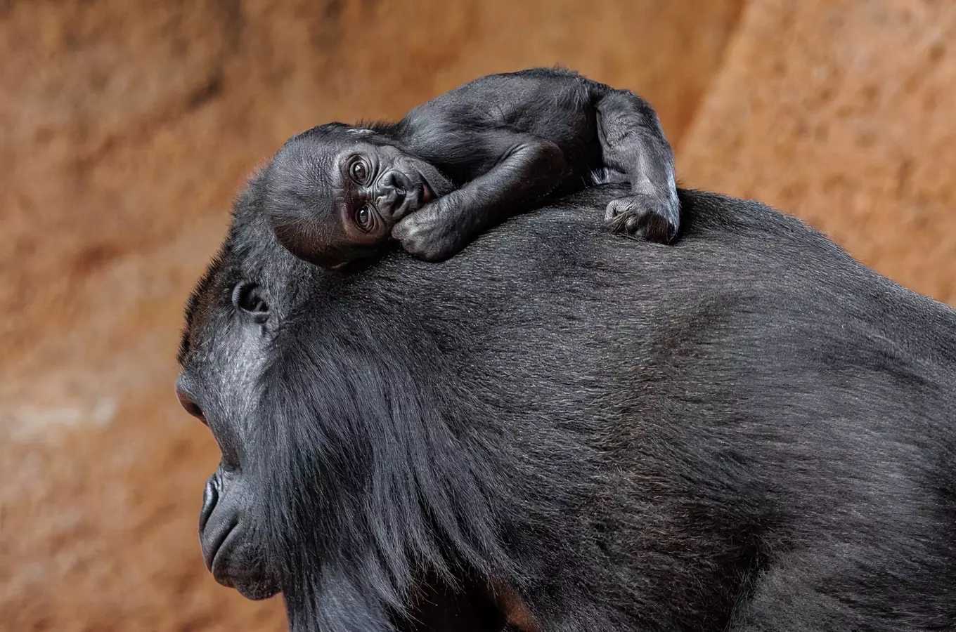 Gorilí samička Mobi ze Zoo Praha se ráda vozí mámě na hřbetě
