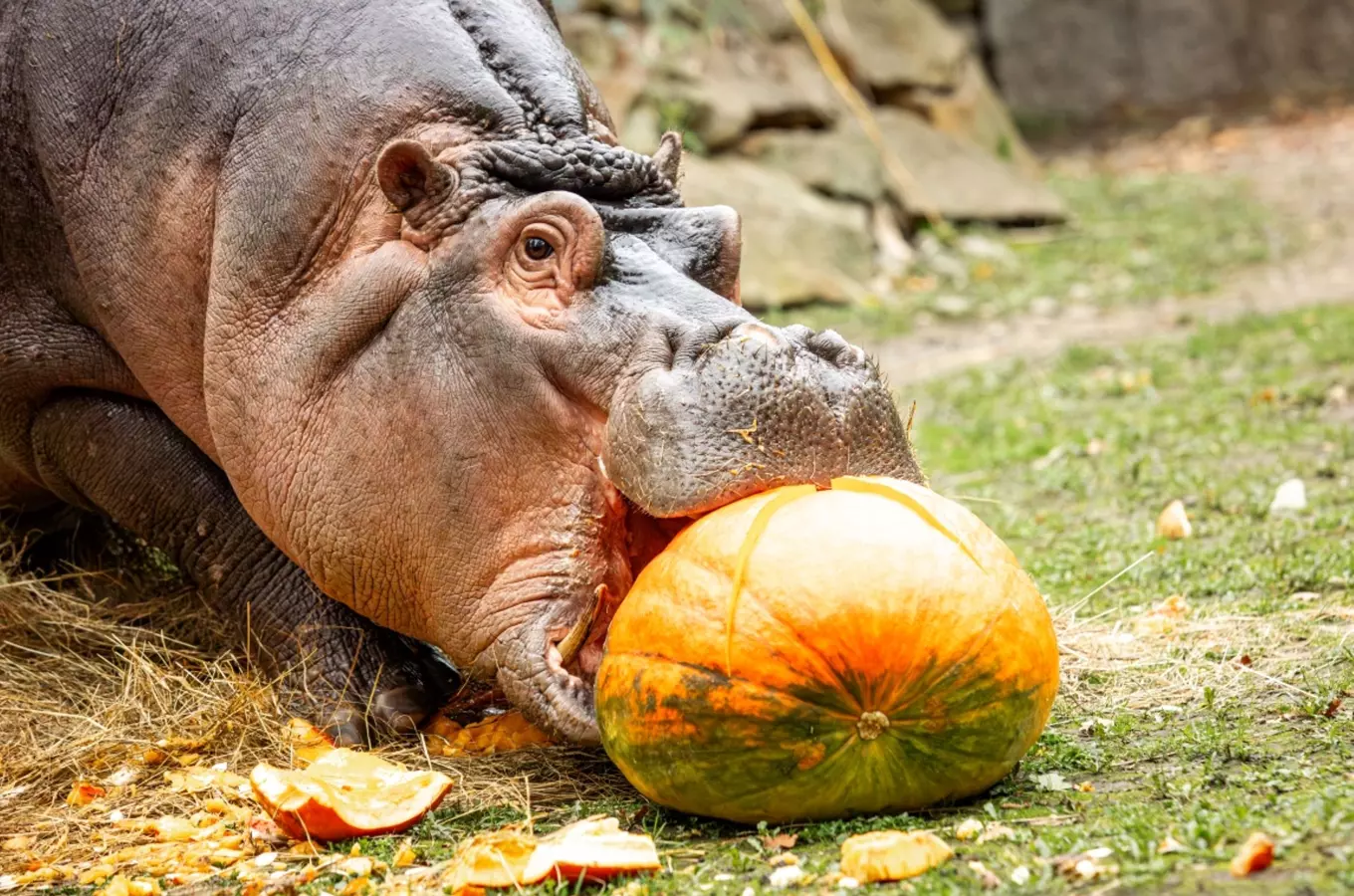 Do ostravské zoo s dýněmi i za dýněmi