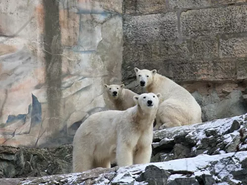 Medvědí rodina v Zoo Brno