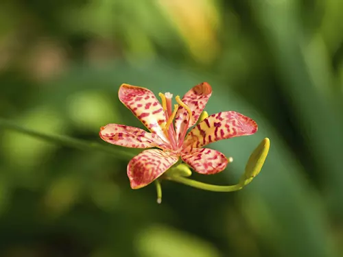 V Českých Budějovicích si prohlédnete vzácné orchideje