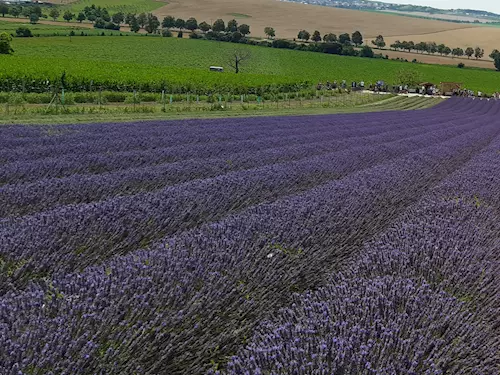 Levandulová farma