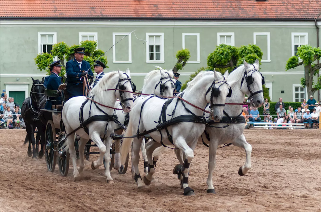V Kladrubech nad Labem se chystá Den starokladrubského koně