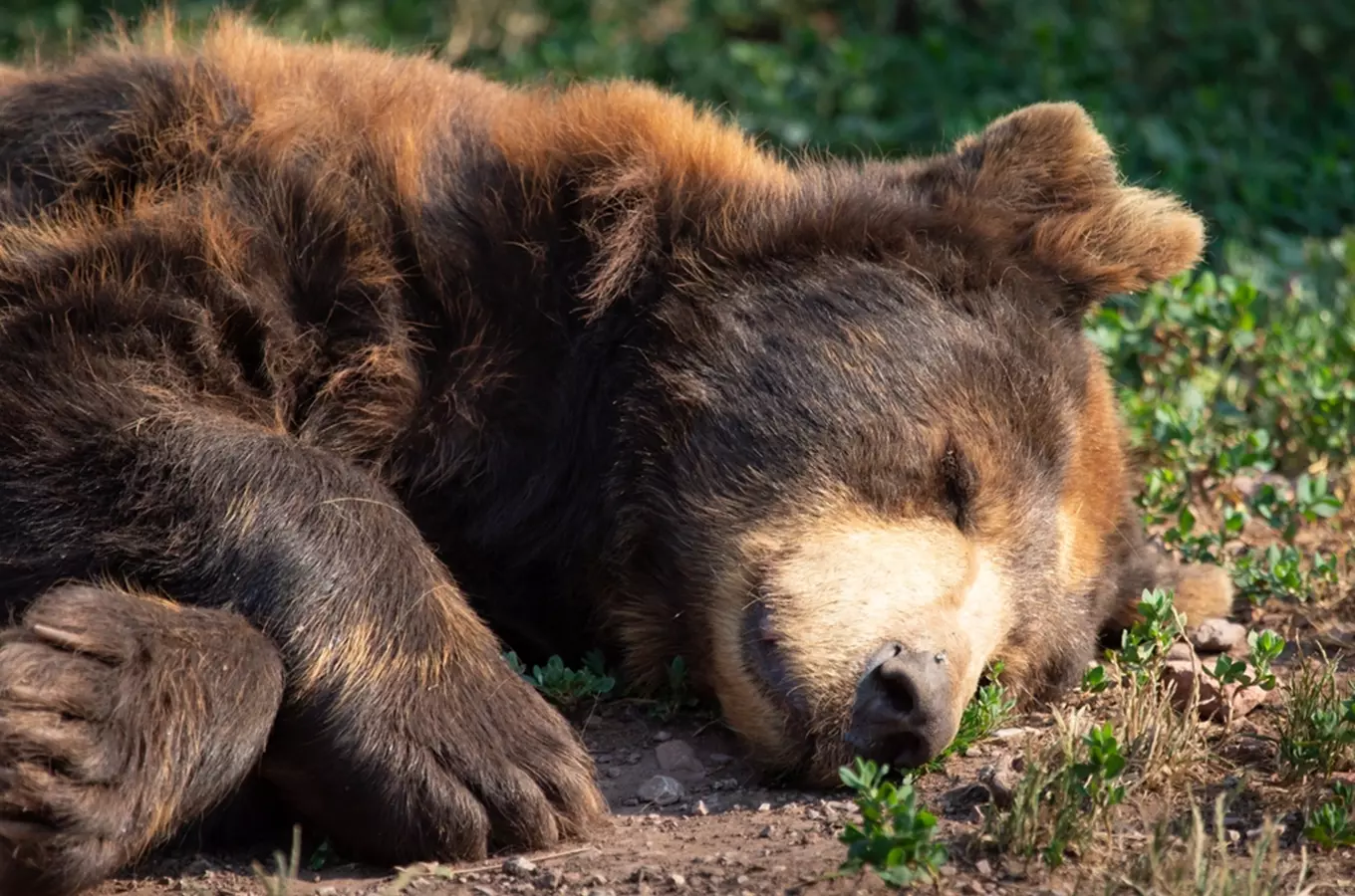 Dopřejte dětem noc v zoo Děčín