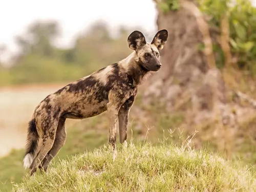 Ve Dvoře Králové se poběží Safari běh na záchranu psů hyenových 