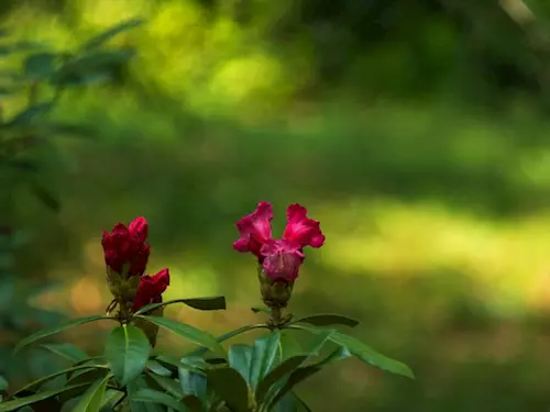 Arboretum Frýdek–Místek