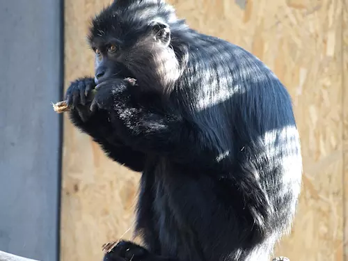 V děčínské zoo žije nejstarší mangabej černý na světě