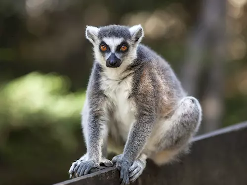 Lemur