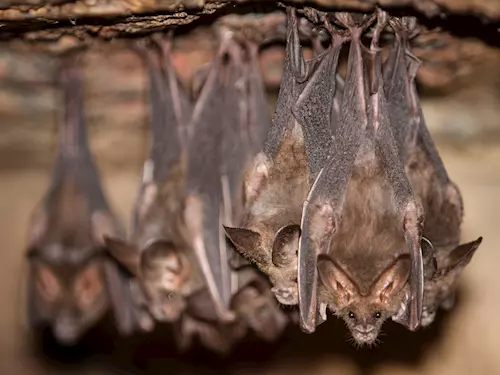 Prohlédněte si netopýry zblízka na Mezinárodní noci pro netopýry