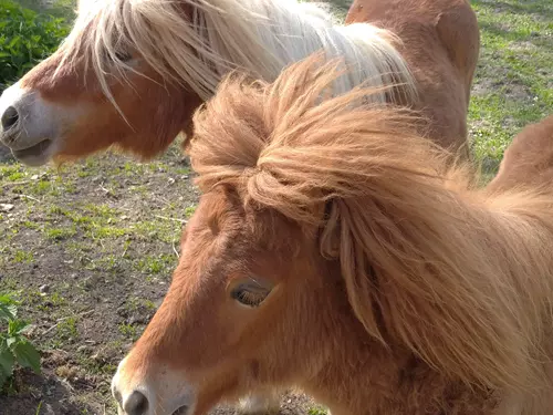 Shetlandský pony