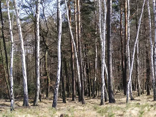 Přírodní rezervace Klánovický les