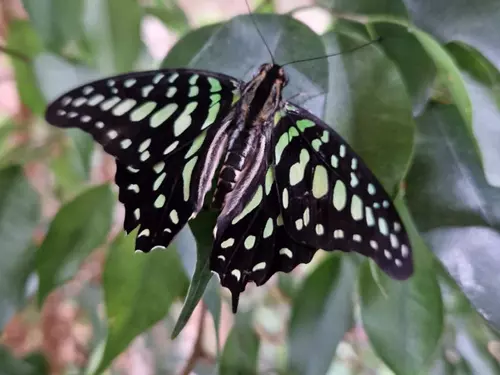 Papilonia Ostrava – poznejte nejkrásnější motýly světa na vlastní oči