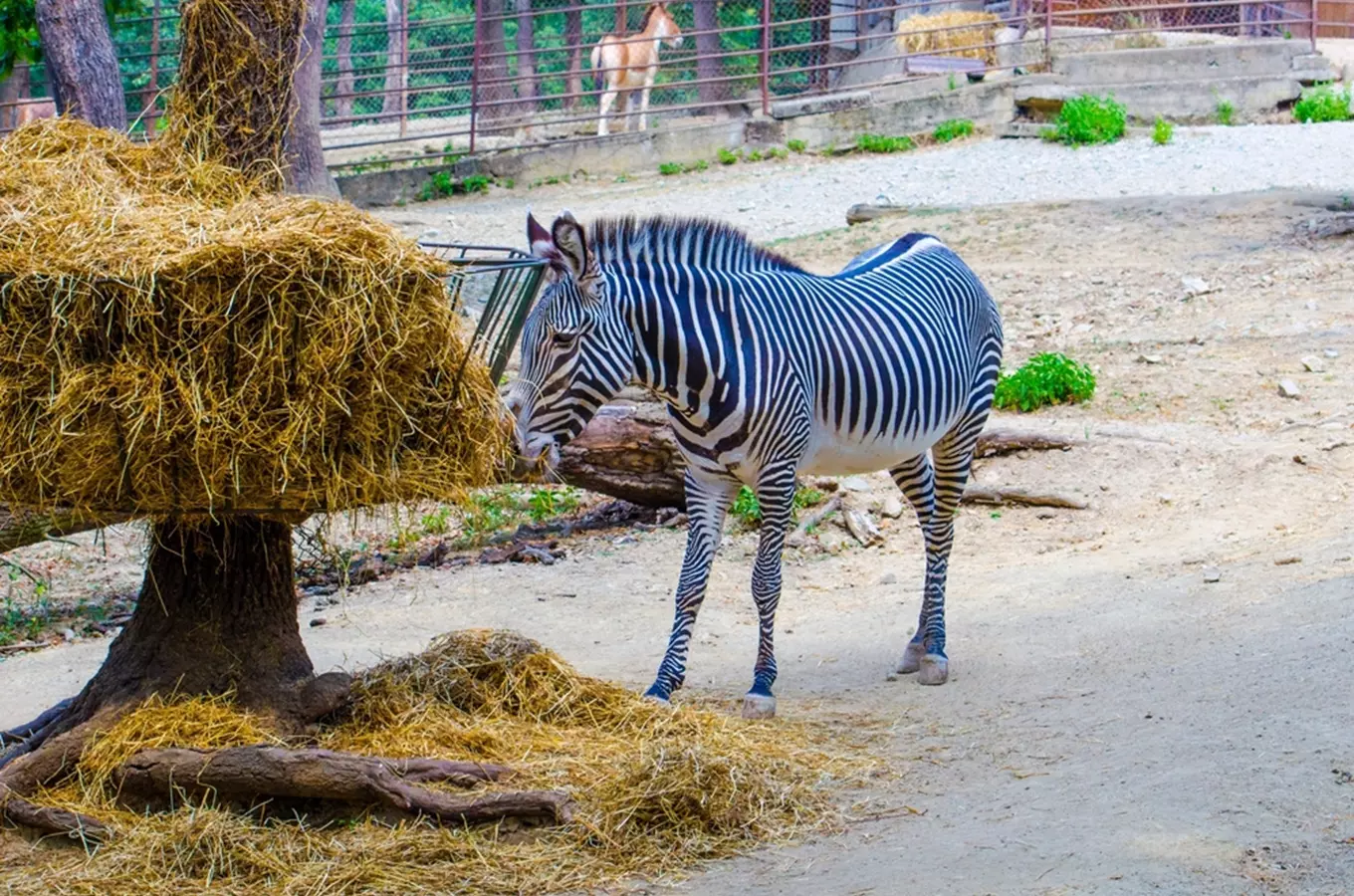 Africké léto v Zoo Brno