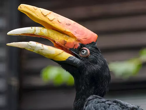 Zoo Praha se pyšní mláďaty vzácného dvojzoborožce a kakadua