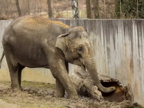 Slonice Vishesh z ostravské zoo čeká další mládě