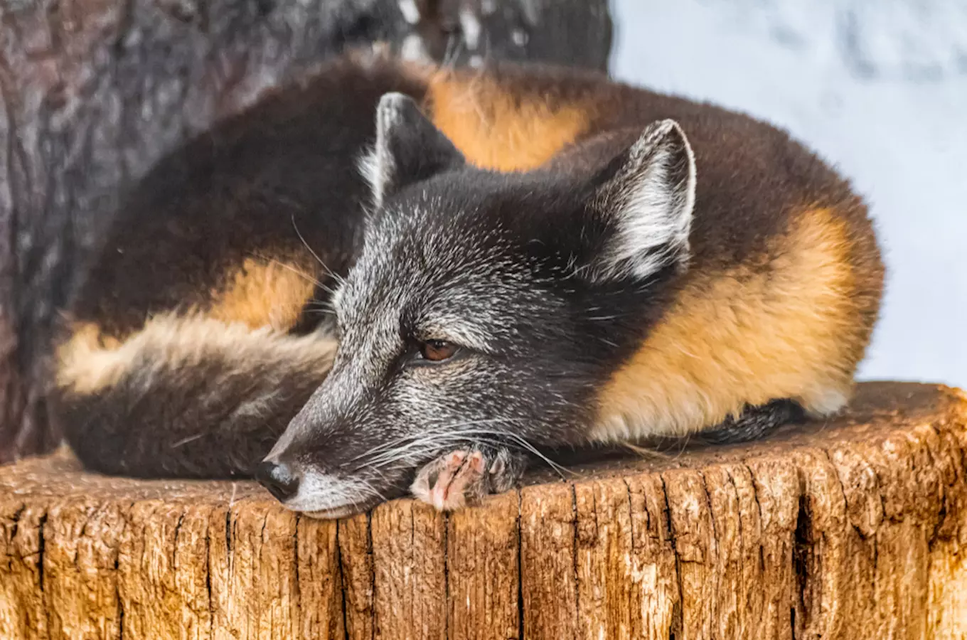 Pražskou zoo se můžete projít i po setmění