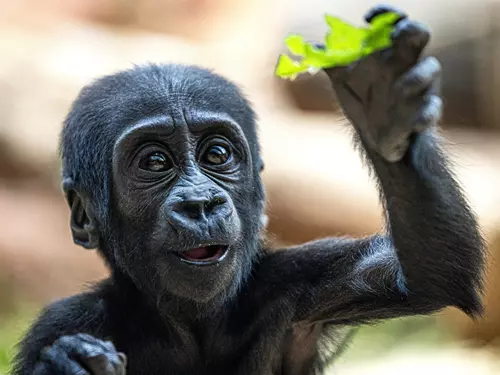 Gorilka Gaia ze Zoo Praha slaví půl roku!