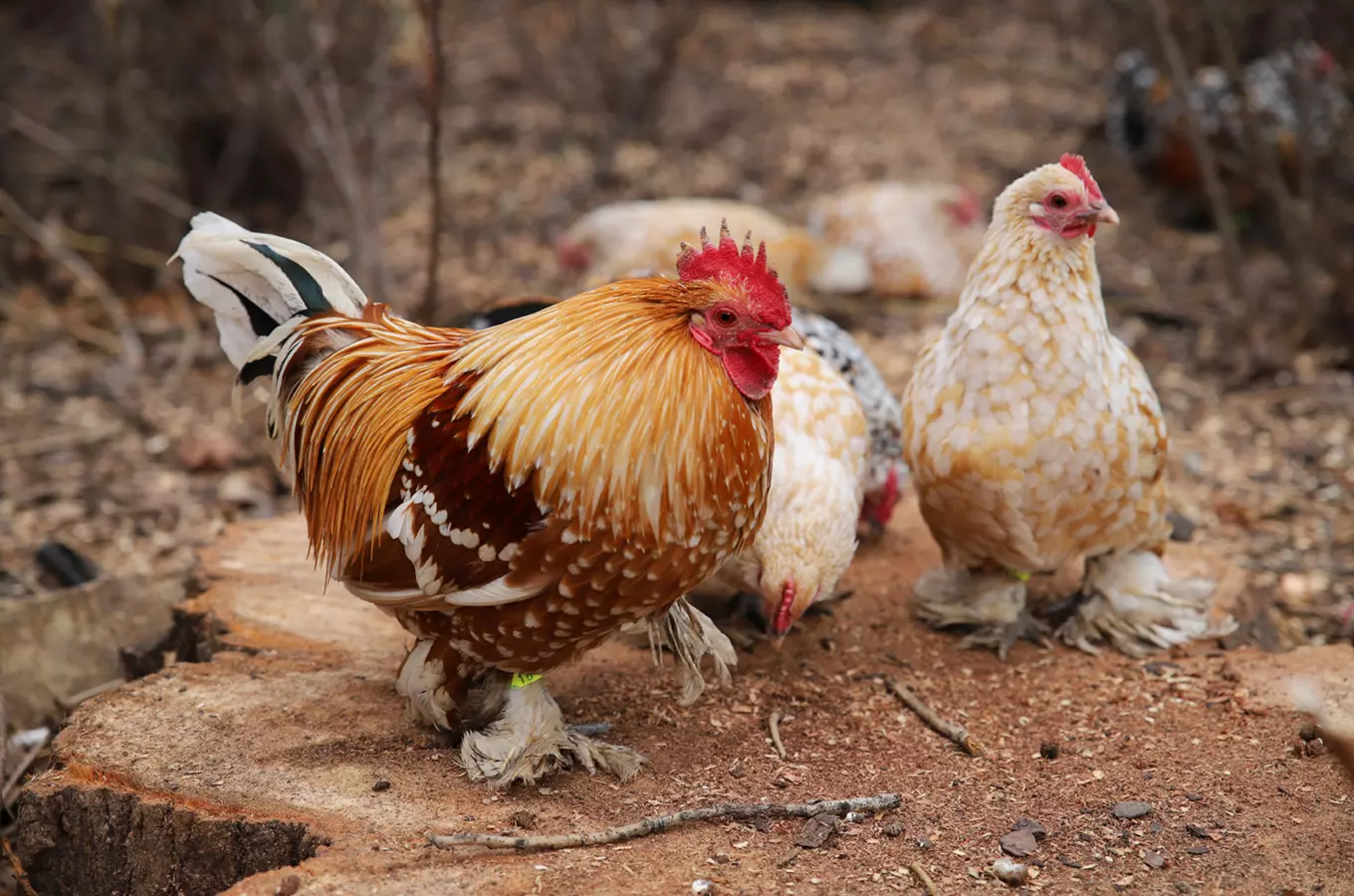 Malá muzejní farma Národního zemědělského muzea v Praze