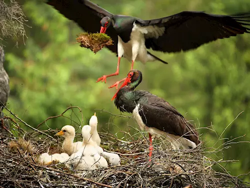 Prosíme, nerušit! Vzácní ptáci začínají hnízdit v Národním parku České Švýcarsko