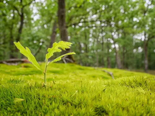 Chodíte rádi do lesa? Pak přijďte na Den lesů nové generace