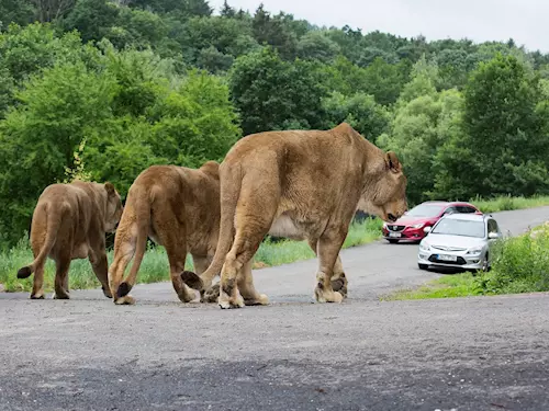 Lví safari ve Dvoře Králové je otevřeno už jen do 3. října
