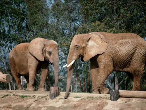 Nový sloninec ukáže slony v jejich prirozeném prostredí