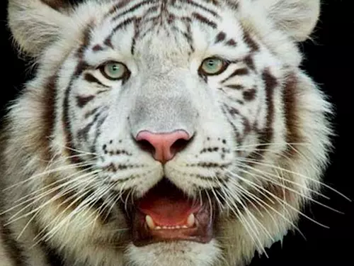 Liberecká zoo už zná pohlaví vzácných trojčat bílých tygrů