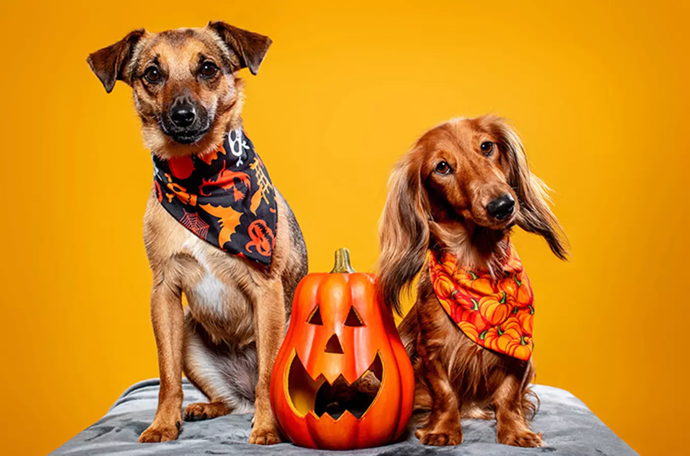 Halloweenské focení pejsků v ateliéru na Kladně!